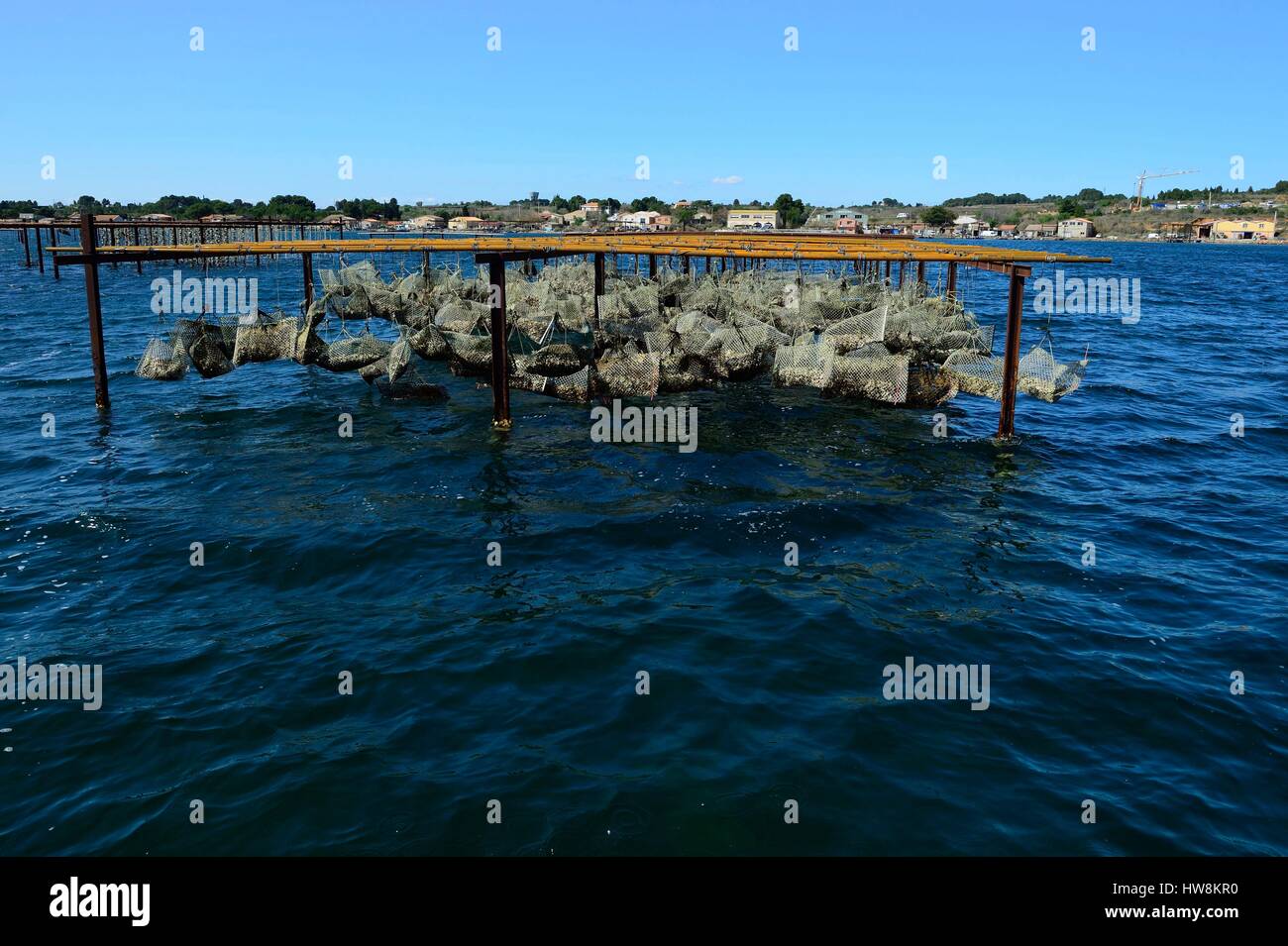 France, Herault, Sete, Etang de Thau, oysters Stock Photo Alamy