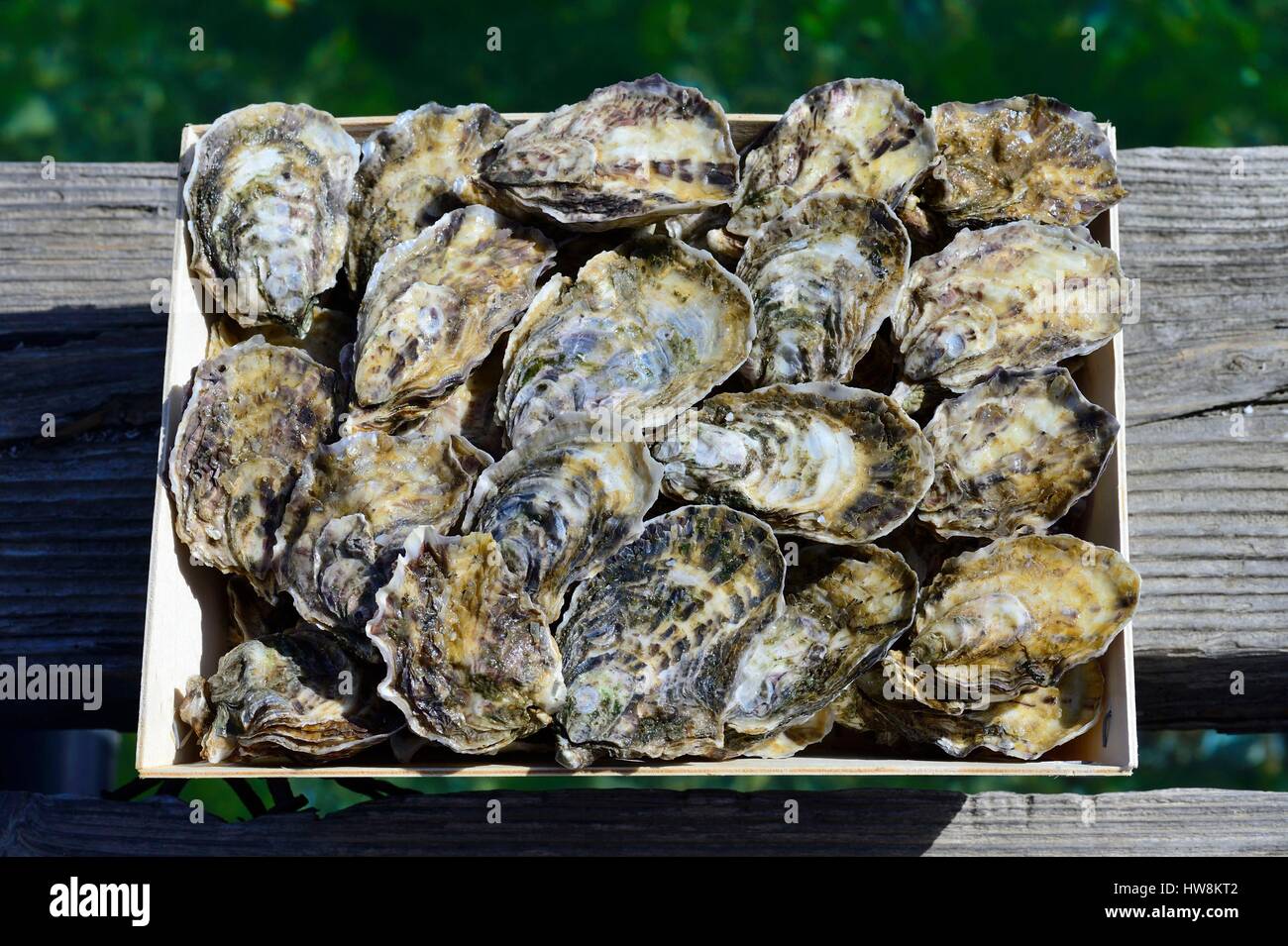 France, Herault, Sete, Etang de Thau, oysters Stock Photo Alamy