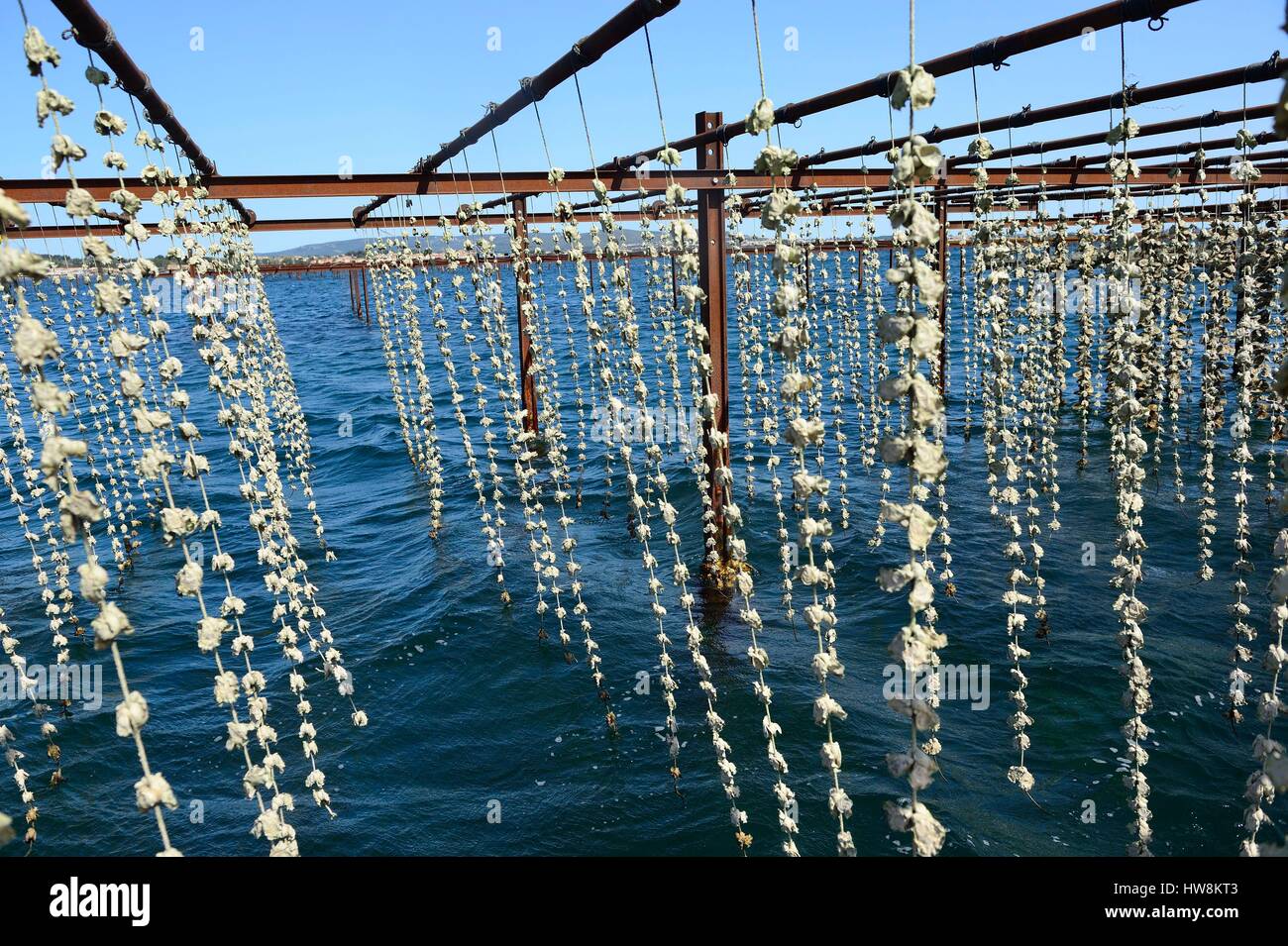 France, Herault, Sete, Etang de Thau, oysters Stock Photo Alamy