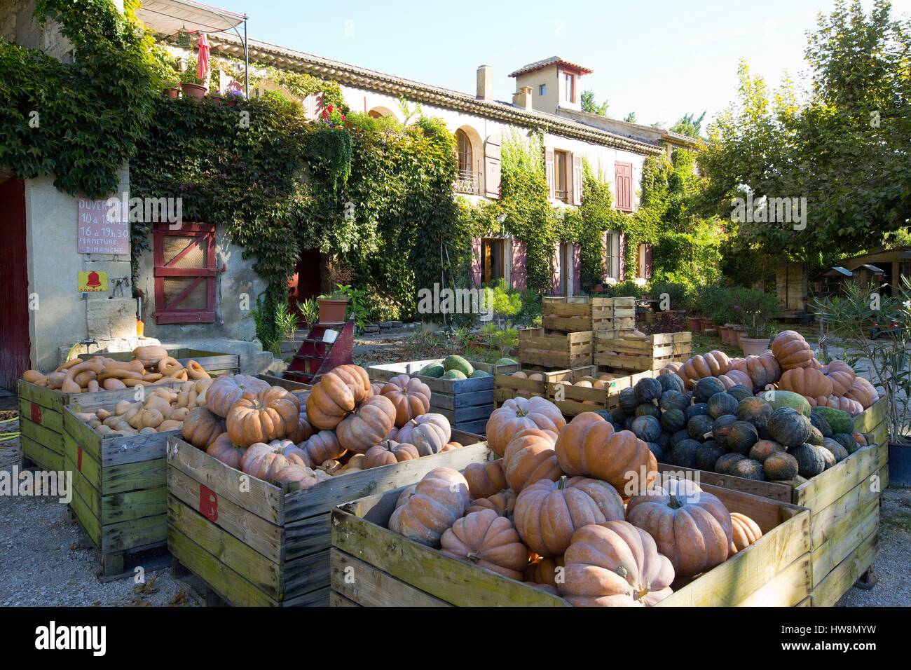 France, Vaucluse, Avignon, island of La Barthelasse The farm Reboule of Cappeau brothers growing cucurbits Stock Photo