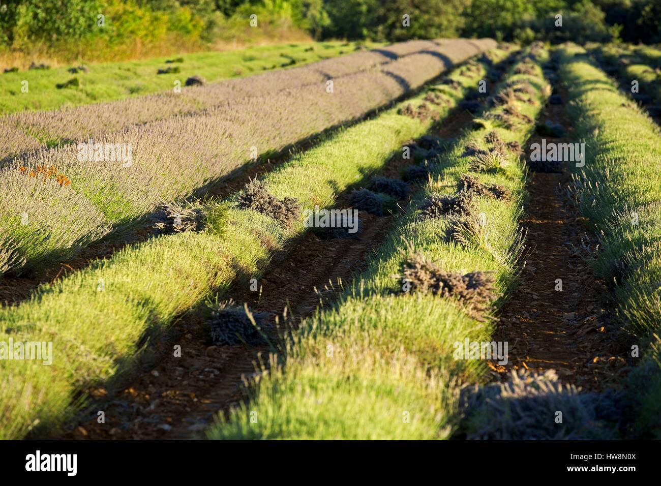 France, Vaucluse, regional park of Luberon, Plateau Claparedes, lavender harvest Stock Photo