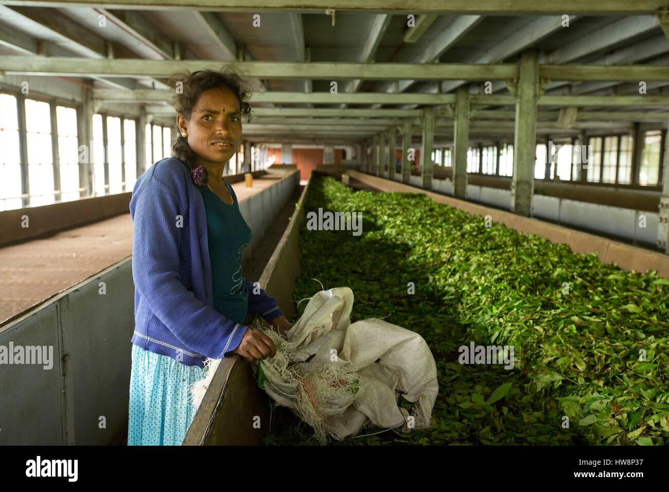 Sri Lanka, Central Province, Nuwara Eliya district, Nuwara Eliya, tea ...