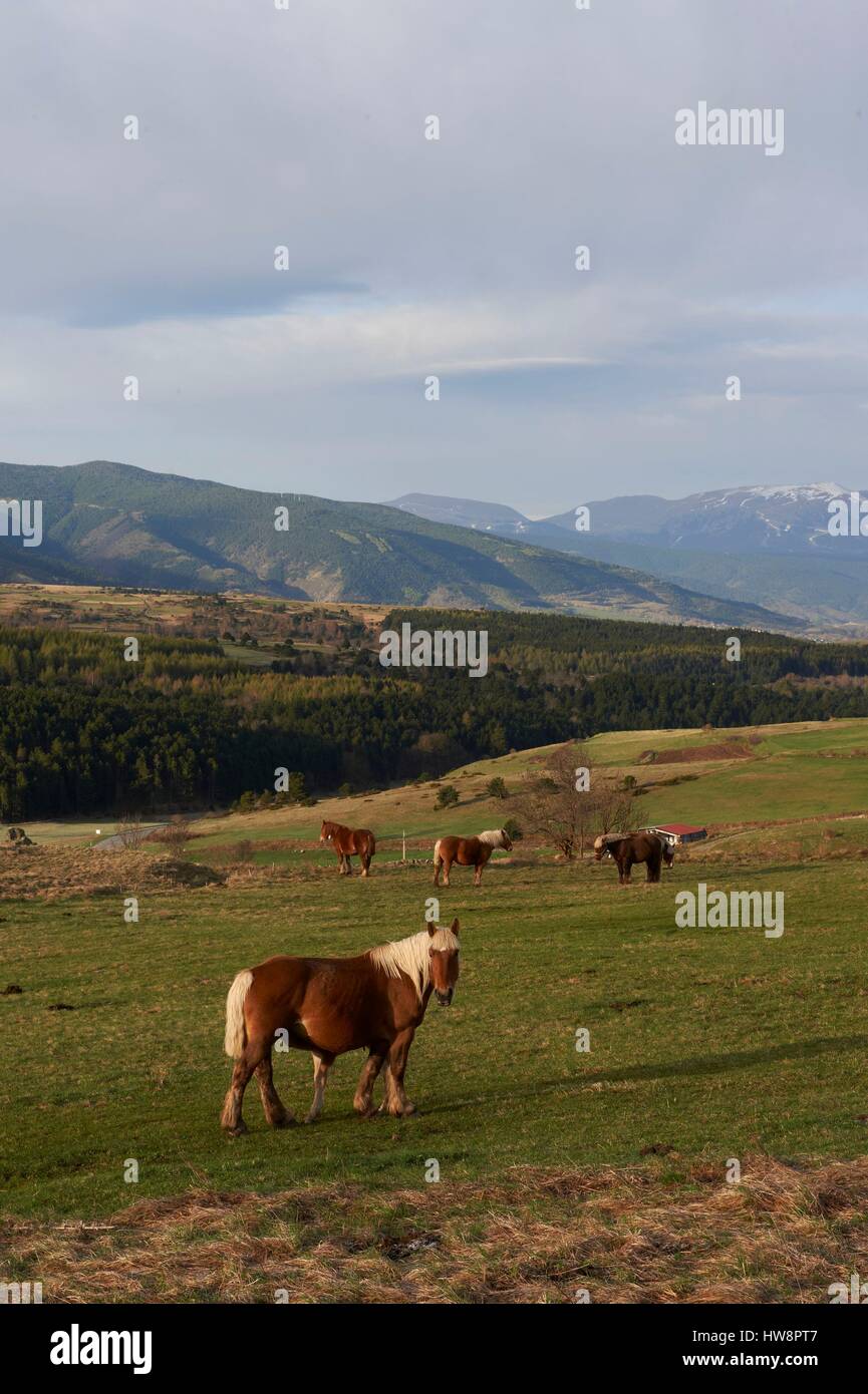 France, Pyrenees Orientales, horses near the village of Bolquere Stock Photo