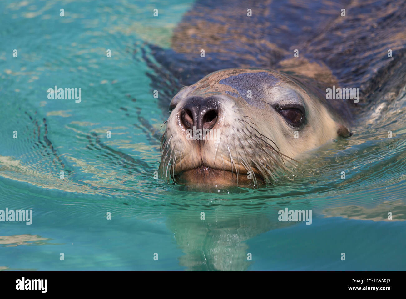 Australian Sea-lion (Neophoca cinerea) Stock Photo