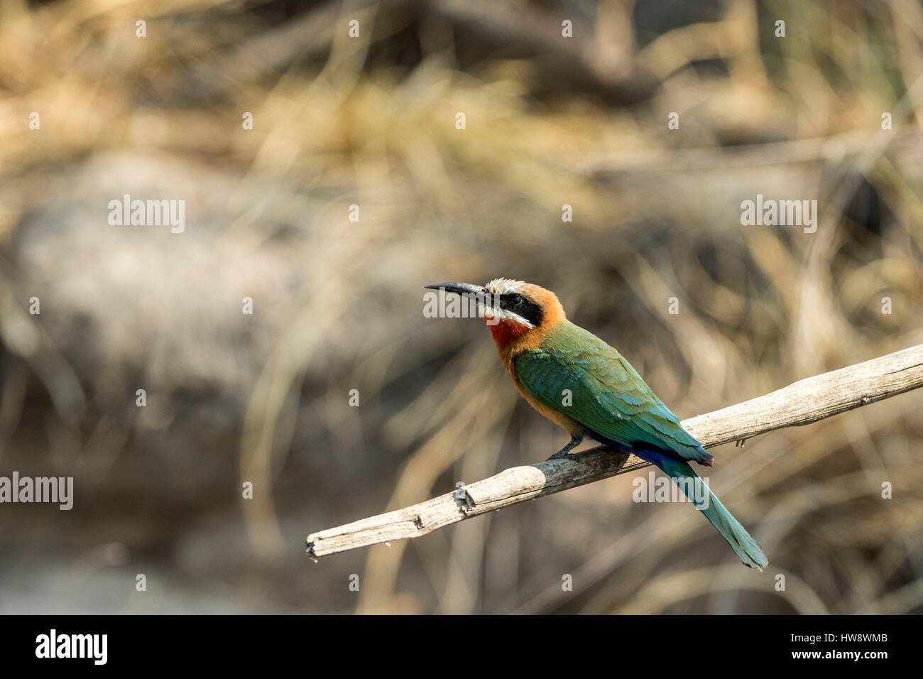Botswana, Chobe national park, white-fronted bee-eater (Merops ...