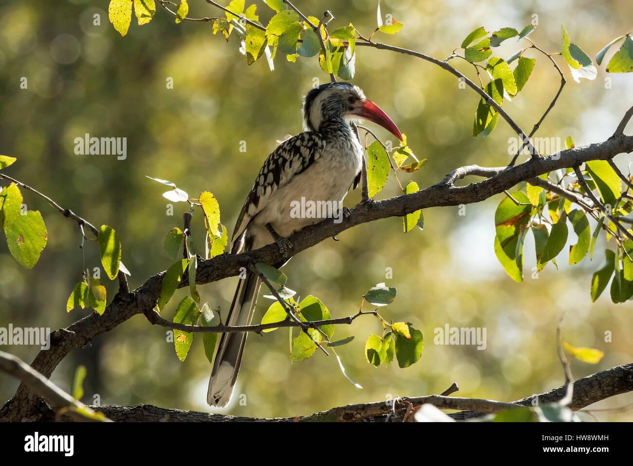 Bostwana, Moremi game reserve, Yellow-billed Hornbill (Tockus flavirostris) Stock Photo