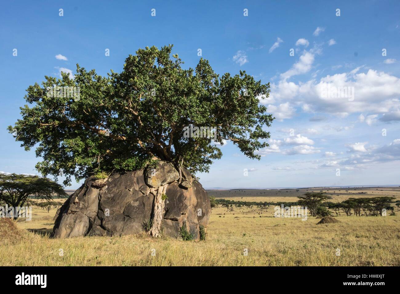 Kenya, Masai-Mara game reserve, kopje and strangler fig tree in the Mara triangle Stock Photo