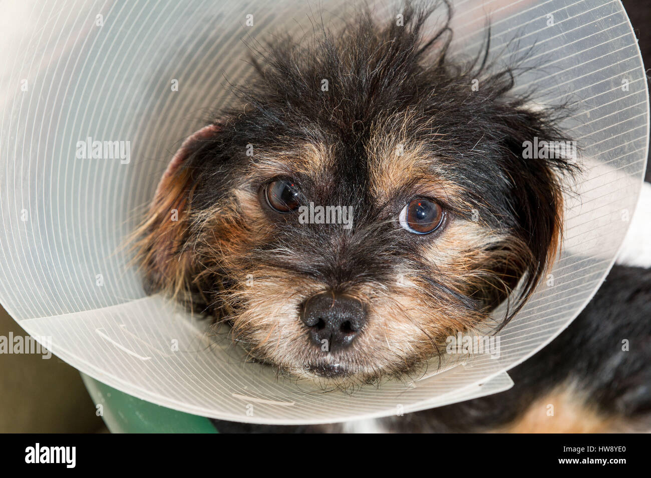 Mongrel dog with Elizabethan collar on after operation Stock Photo Alamy