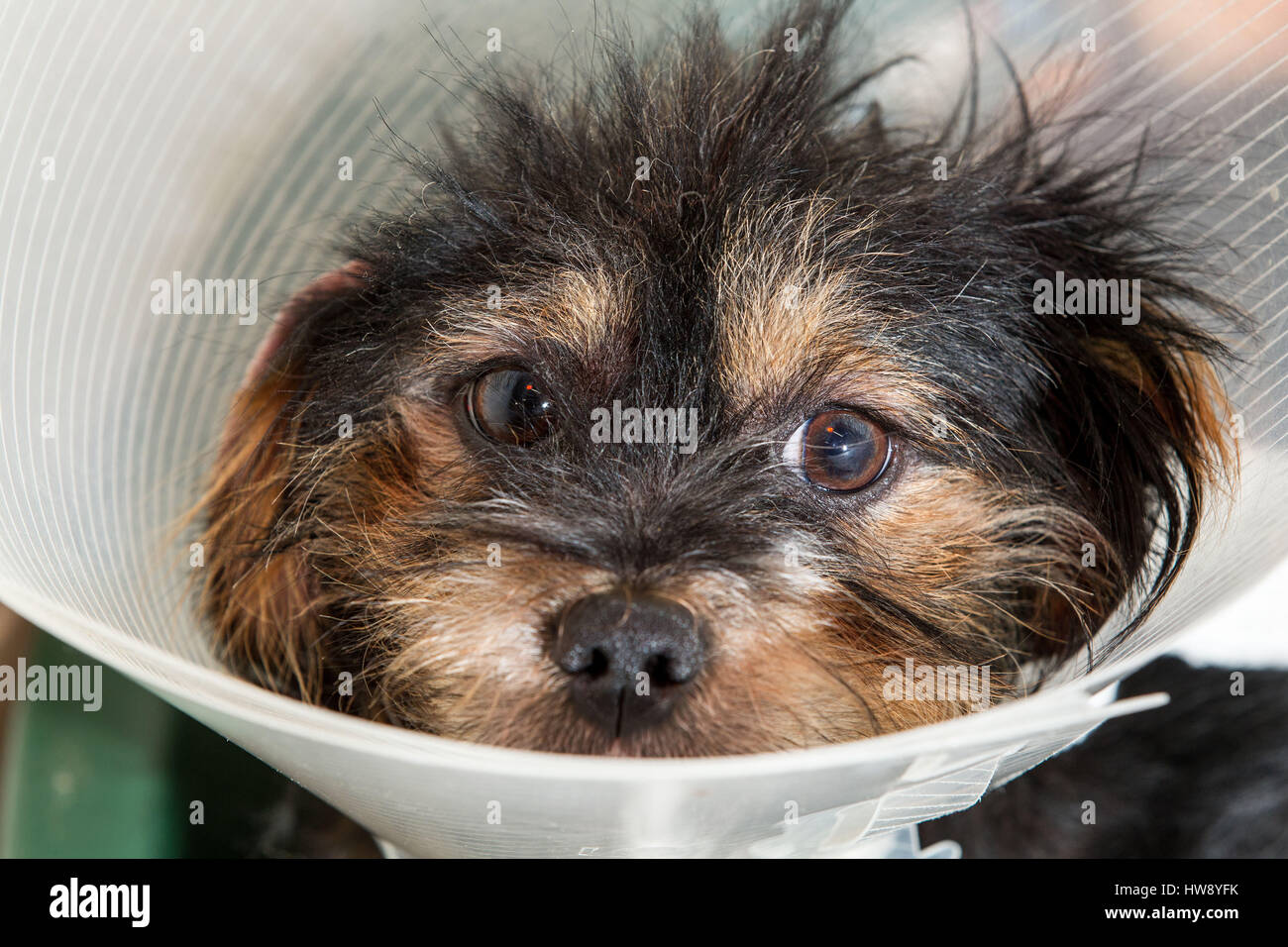 Mongrel dog with Elizabethan collar on after operation Stock Photo