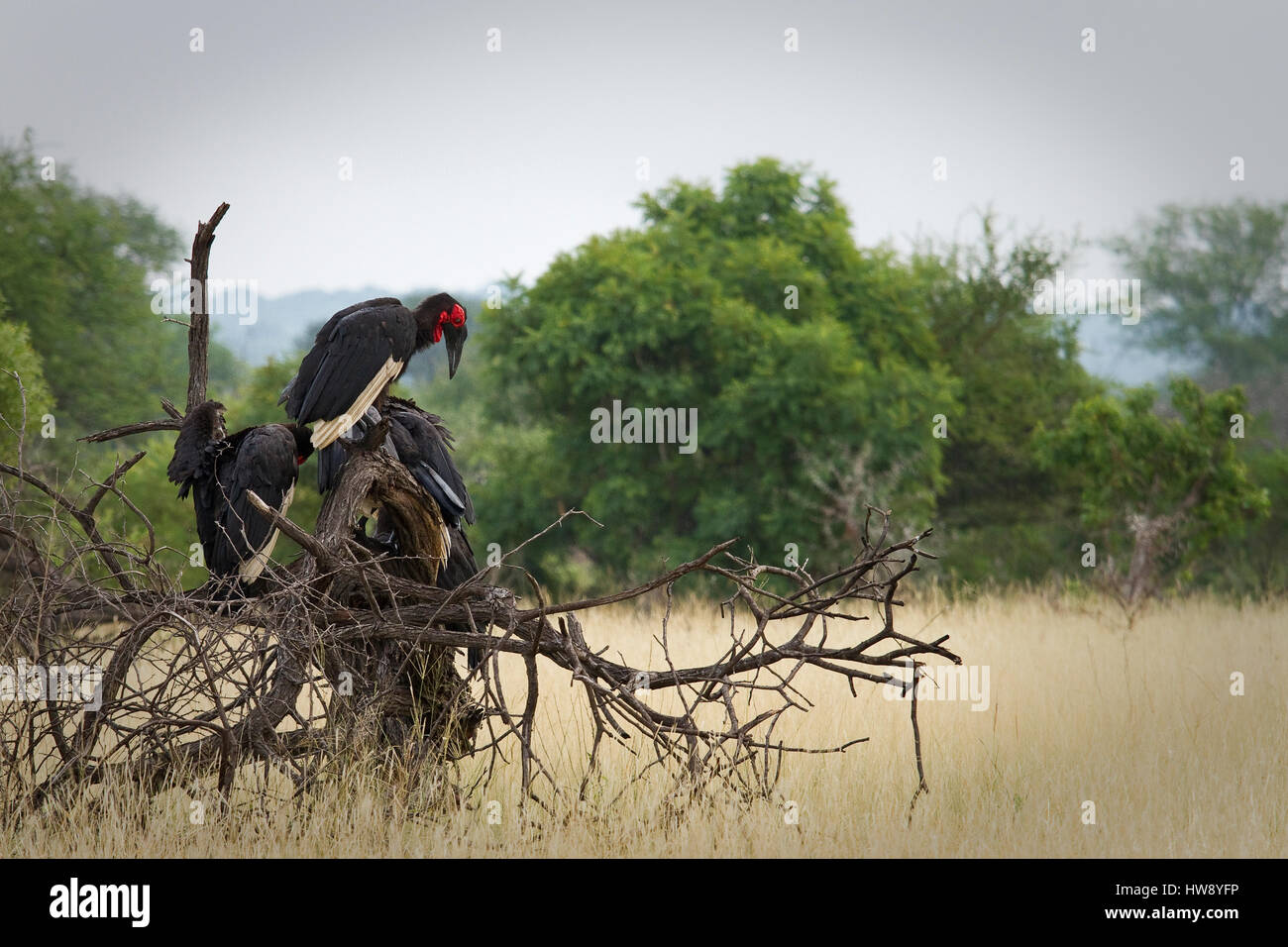 Small group of large birds perched on old decaying tree in a brown ...