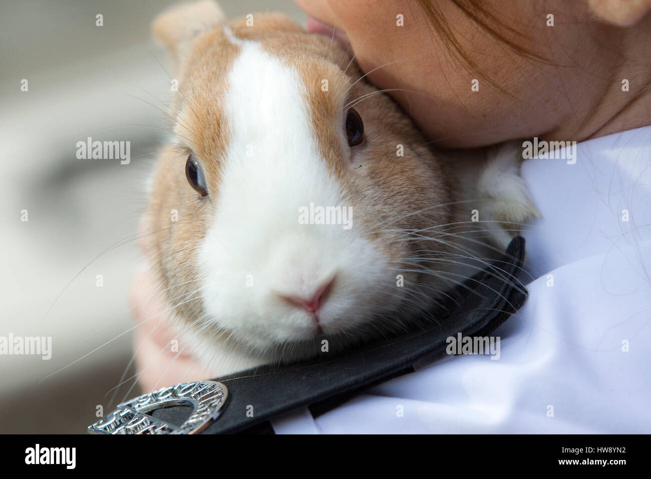 Animal rescue worker holding rabbit Stock Photo Alamy