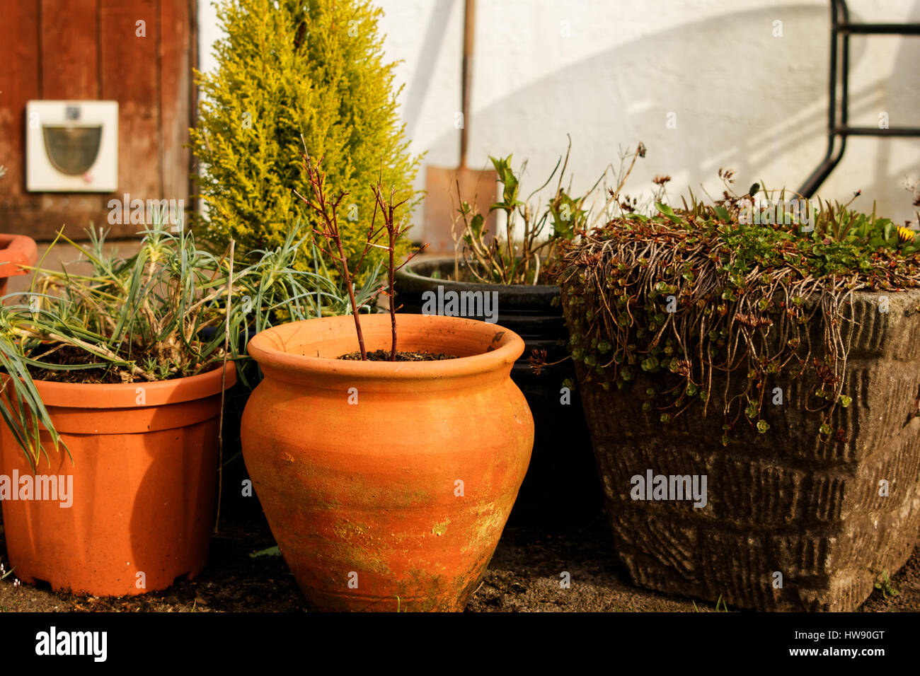Terracotta flower pots on a background of a greenhouse in the garden