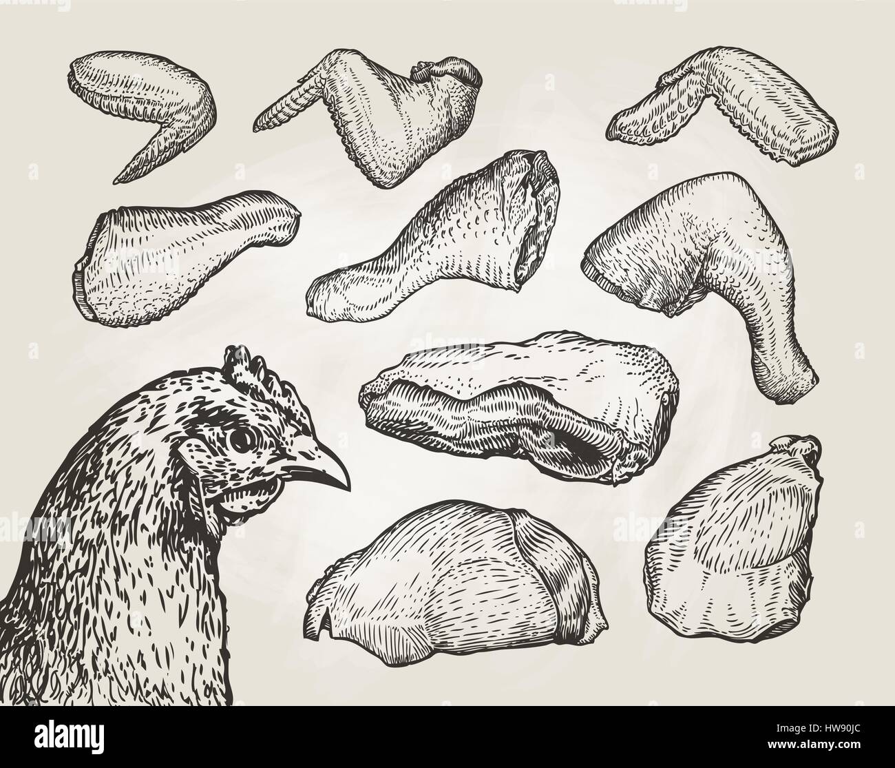 Hand drawn cuts, chicken meat. Butcher shop sketch. Vintage vector illustration Stock Vector