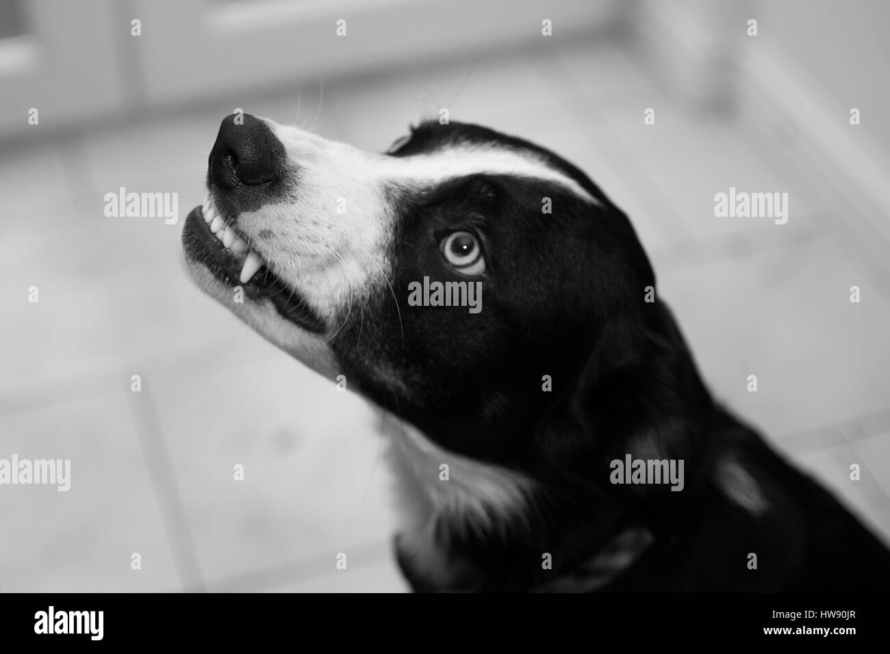 Angry Border Collie Dog, Growling and Showing Teeth Stock Photo