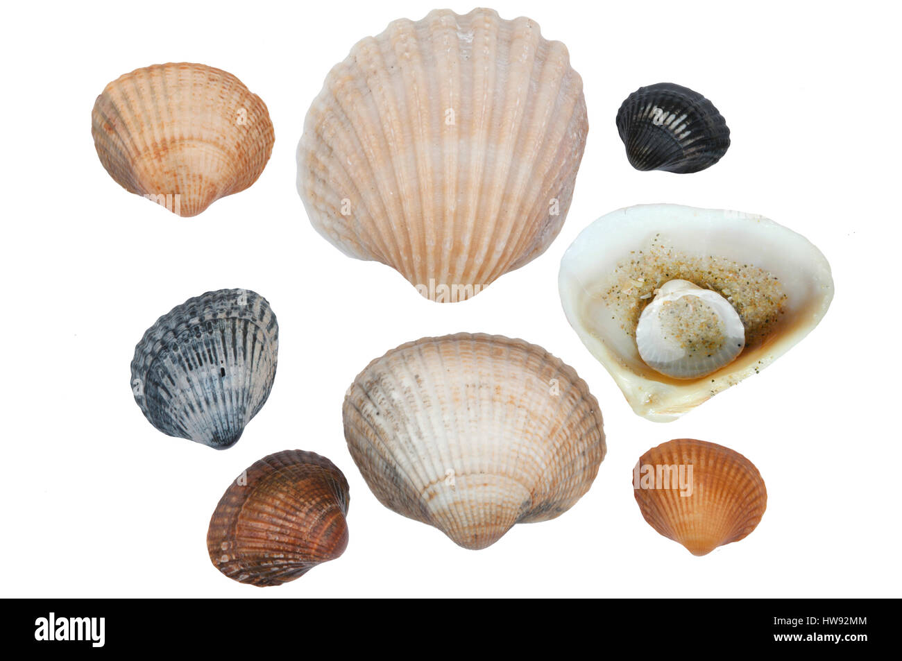 Blood clam hi-res stock photography and images - Alamy