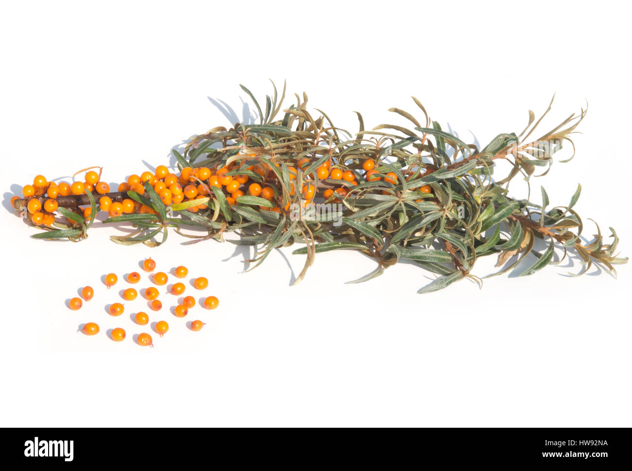 common sea buckthorn isolated on a white background Stock Photo