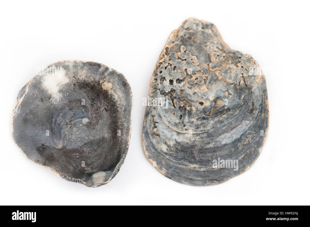 black oyster shell isolated on a white background Stock Photo