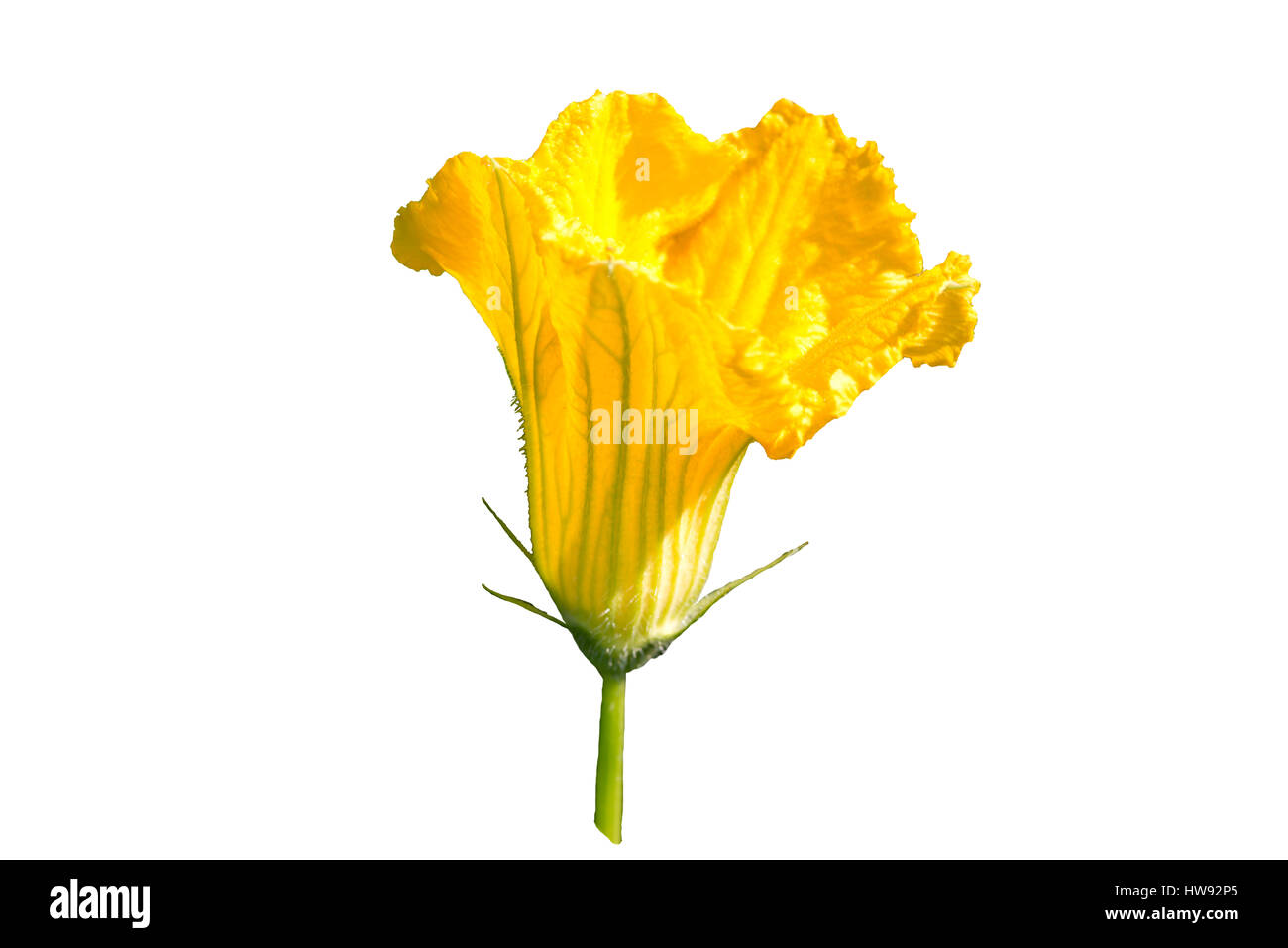 pumpkin flower isolated on a white background Stock Photo - Alamy