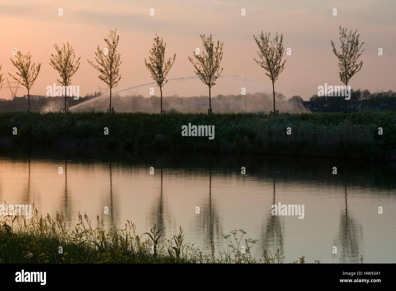Young trees in a line reflecting in the canal Stock Photo - Alamy