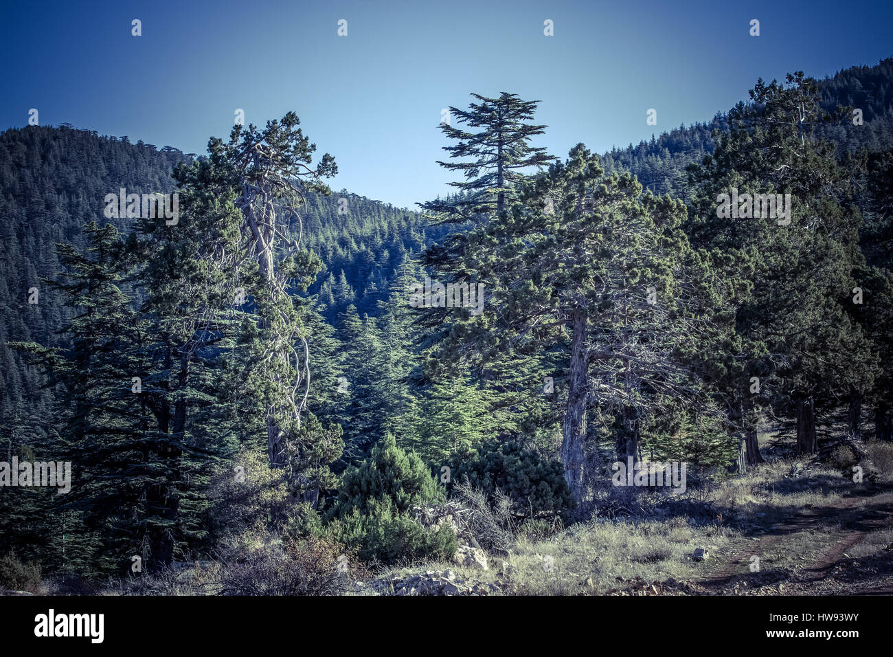 Lebanese cedar tree the forest in the mountains, Turkey Stock Photo