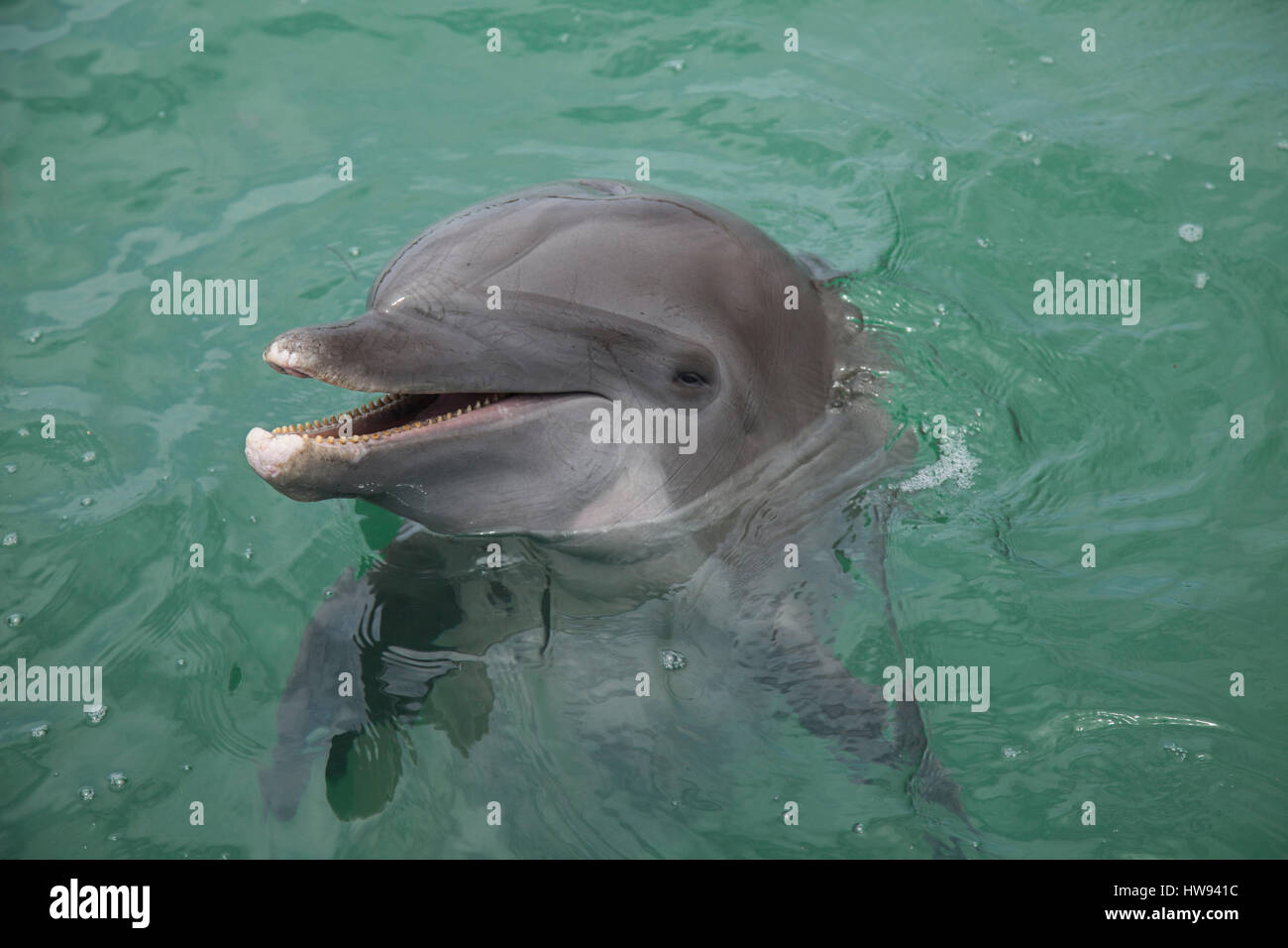 Dolphin at play at Hawks Cay resort in the Florida Keys Stock Photo Alamy