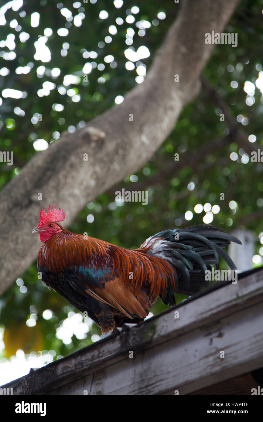 Chickens roam freely in Key West. Stock Photo