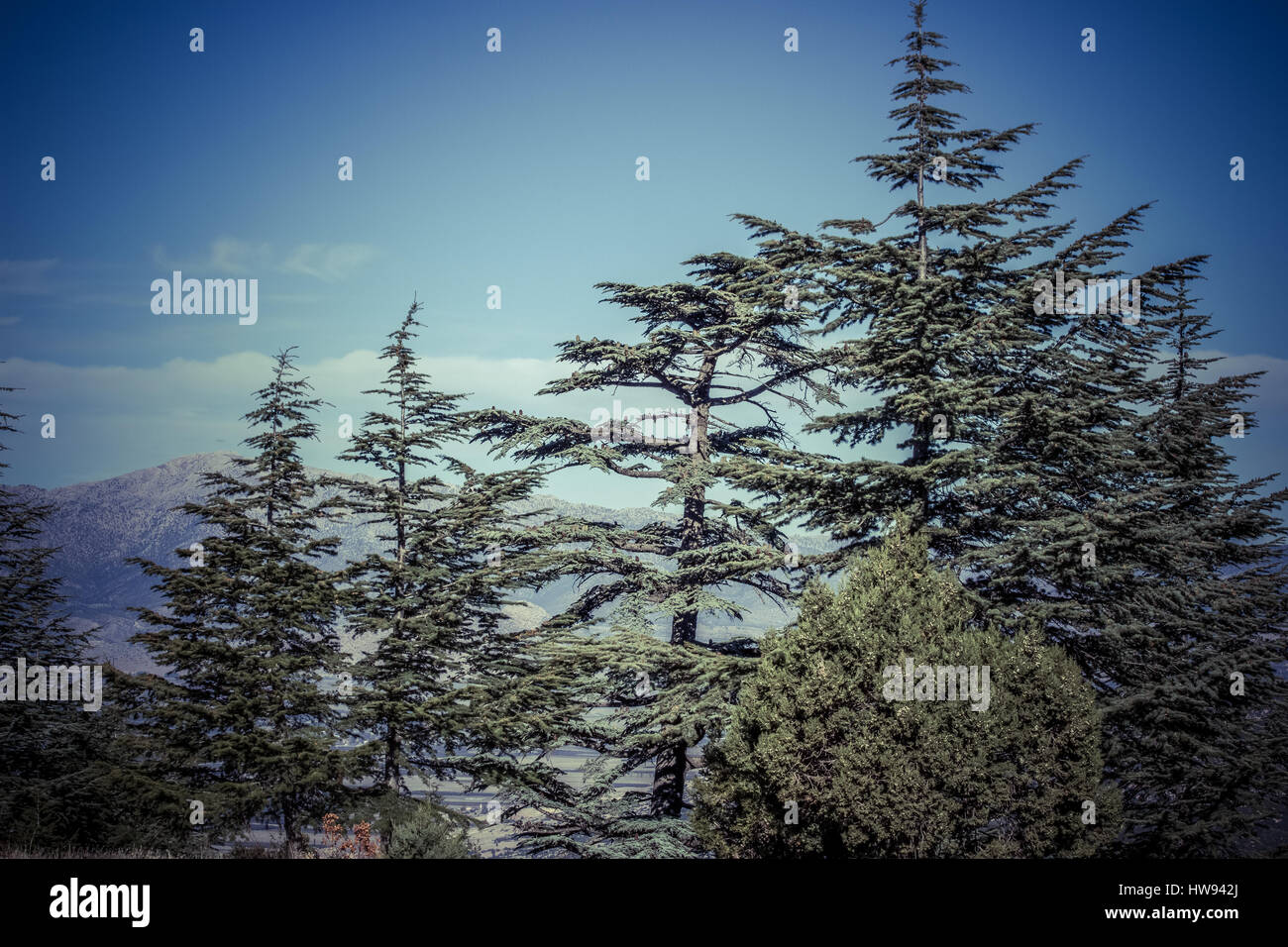 Lebanese cedar tree the forest in the mountains, Turkey Stock Photo