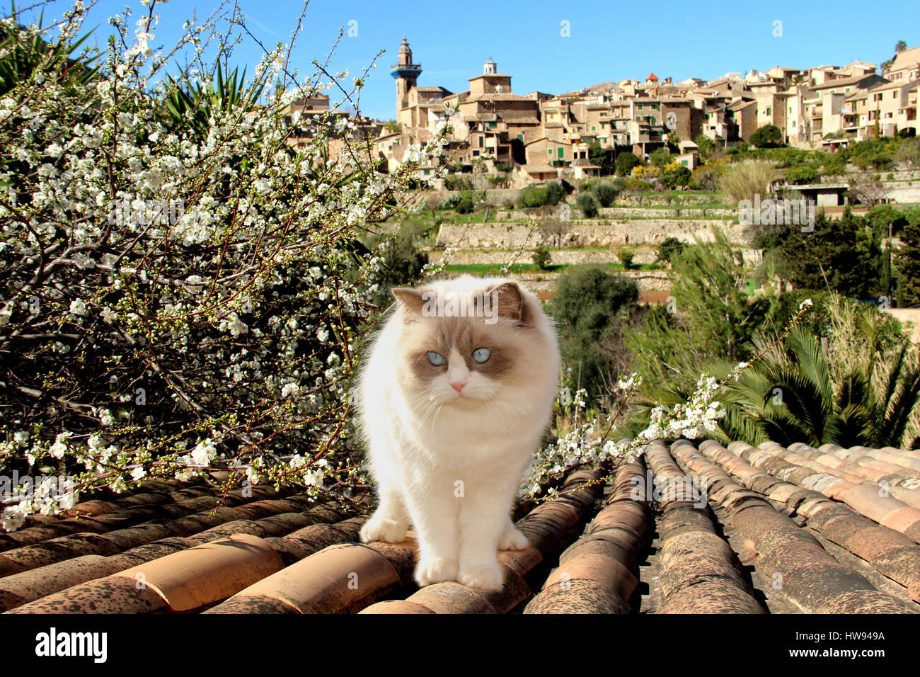 domestic cat, ragdoll, is standing on a roof in front of the mountain village Valldemossa, Spain, Baleares, Mallorca, spring Stock Photo