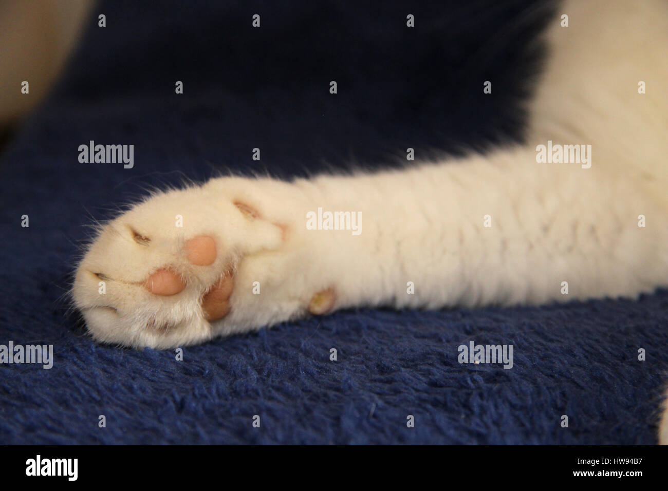 domestic cat, white, close up of the cat's paw with pink paws ball Stock Photo