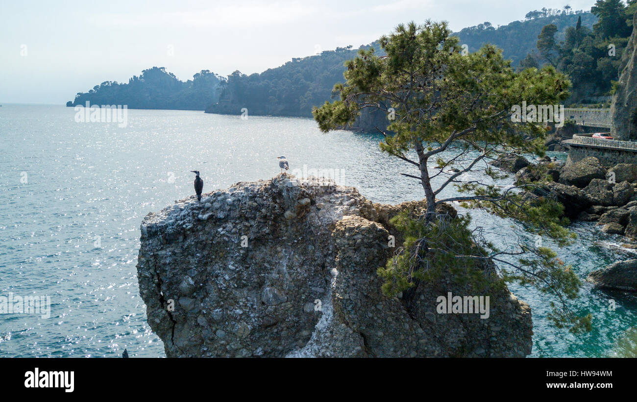 Cadrega’s rock, maritime pine tree, aerial view, waterfront between Santa Margherita Ligure and Portofino, Paraggi, Liguria, Italy Stock Photo