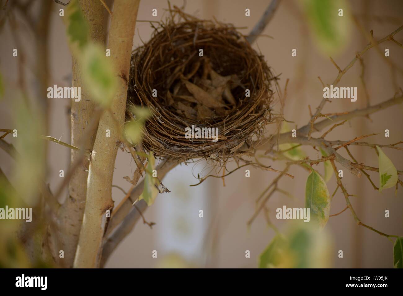 empty Nesting / A bird’s empty nest. Also a syndrome of feeling loneliness amongst parents after children grow up and leave home. Stock Photo