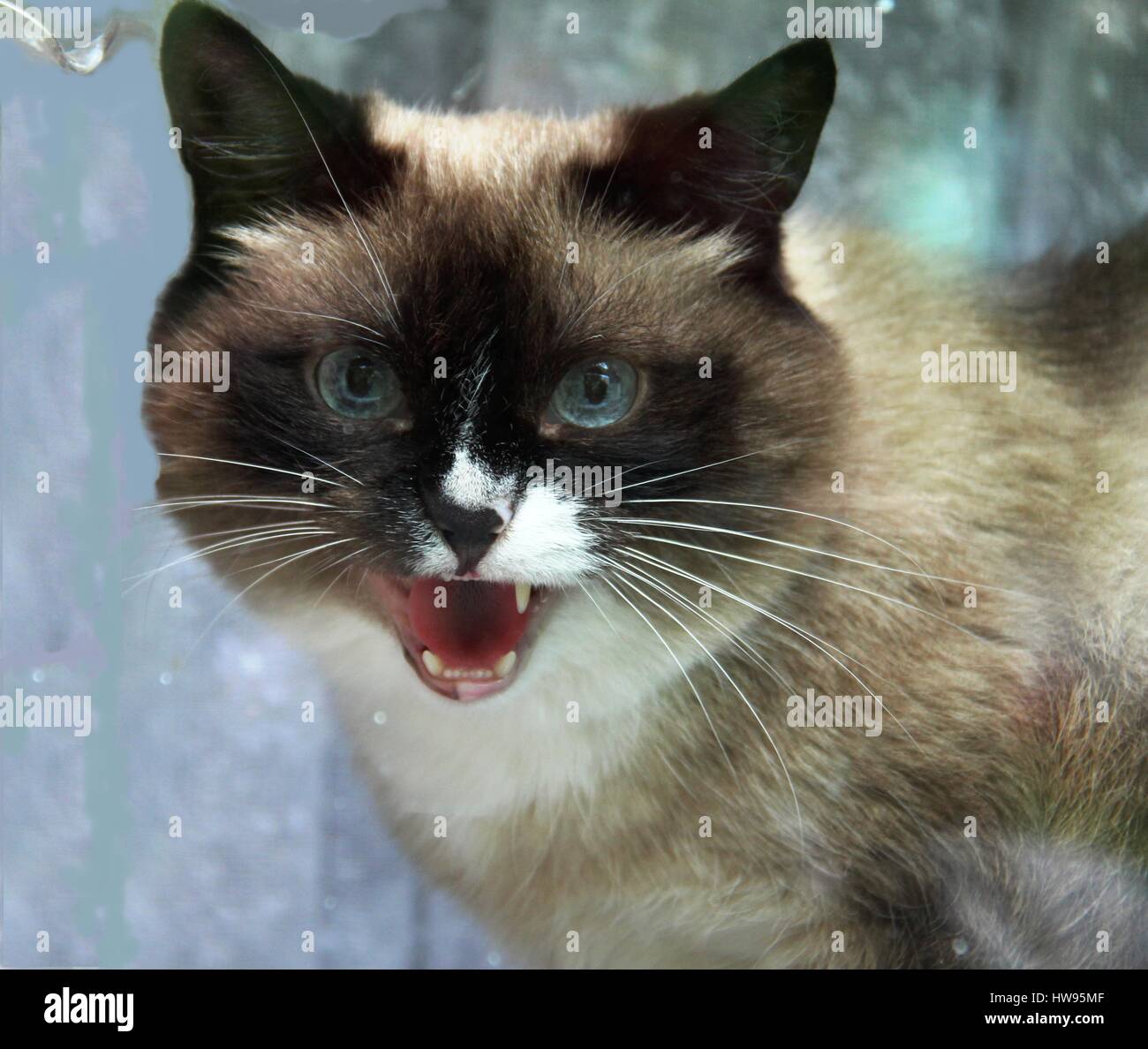 The cat does meow, his mouth wide open Stock Photo Alamy