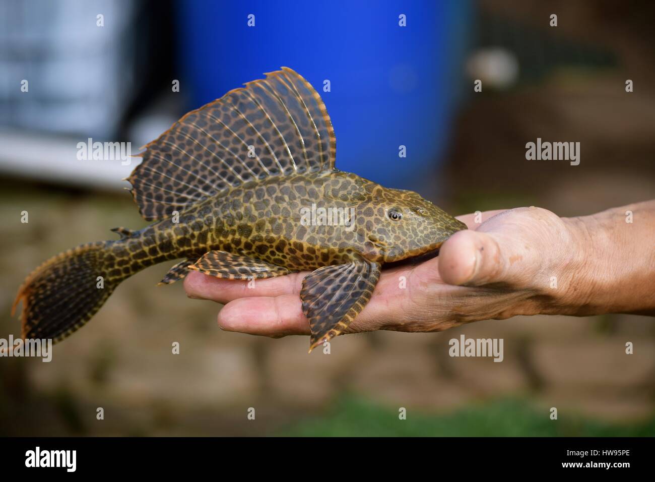 Plescostomus tropical fish, also known as pleco, is part of the armored catfish family. It is commonly  used in aquariums to help control algae. Stock Photo