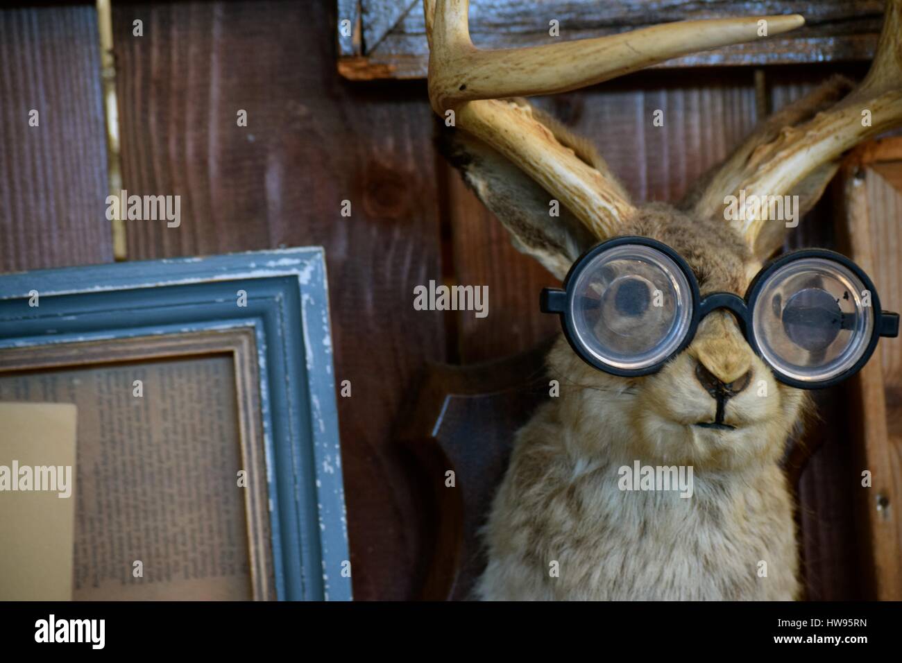 Stuffed Jackalope / Mythical creature found in a restaurant, this eclectic stuffed jackalope with glasses brings amusement. Stock Photo
