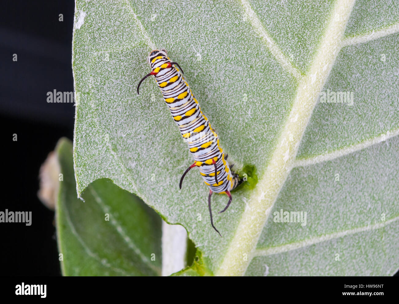 Closeup to Larva Plain Tiger Butterfly Caterpillar, Danaus Chrysippus Stock Photo