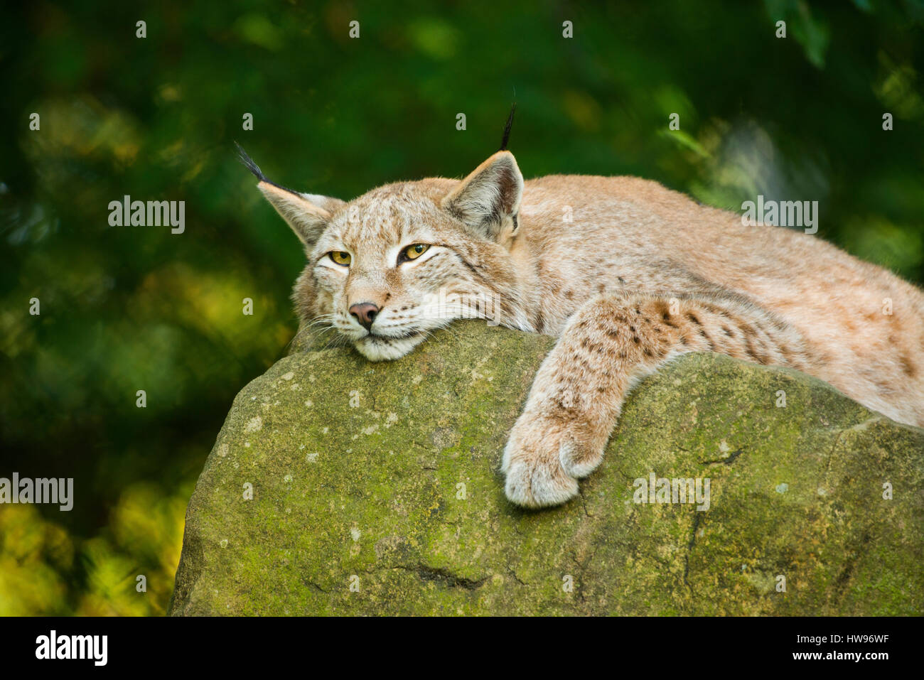 Eurasian lynx, northern lynx (Lynx lynx) lying on a rock, captive, Bavaria, Germany Stock Photo