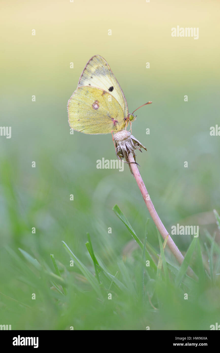 Common Clouded Yellow (Colias hyale) on faded dandelion, Thuringia, Germany Stock Photo