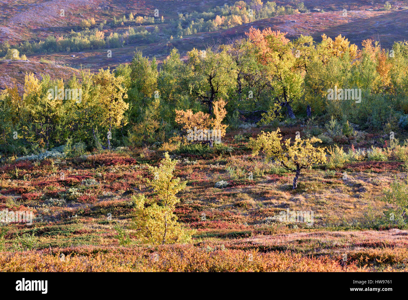 Sweden trees hires stock photography and images Alamy