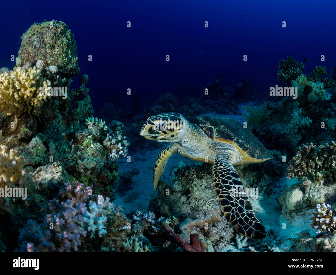 Green Turtle (Chelonia mydas) over reef, Red Sea, Ägyten Stock Photo