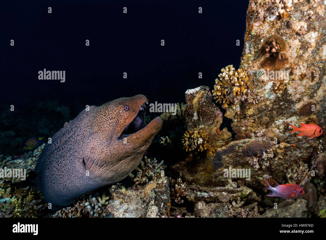 Giant Moray (Gymnothorax javanicus) in the reef, Red Sea, Egypt Stock Photo