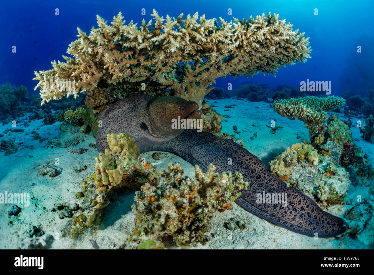 Giant Moray (Gymnothorax javanicus) under Hyacinth Table Coral (Acropora hyacinthus), Red Sea, Egypt Stock Photo