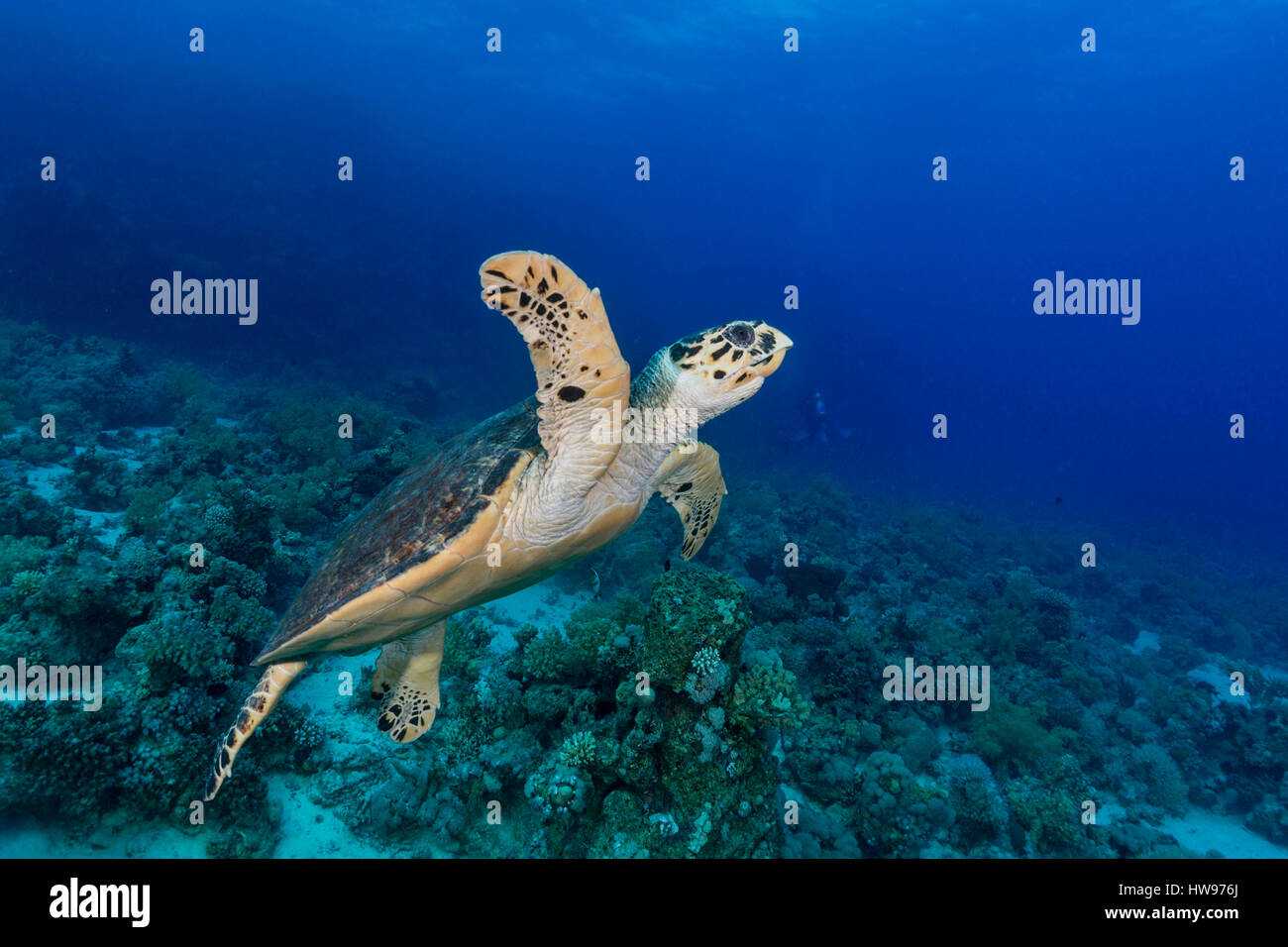 Green Turtle (Chelonia mydas) over reef, Red Sea, Ägyten Stock Photo