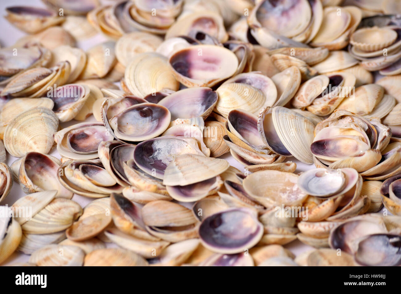 multiple shell profiles hi-res stock photography and... Many shells on background Stock Photo - Alamy