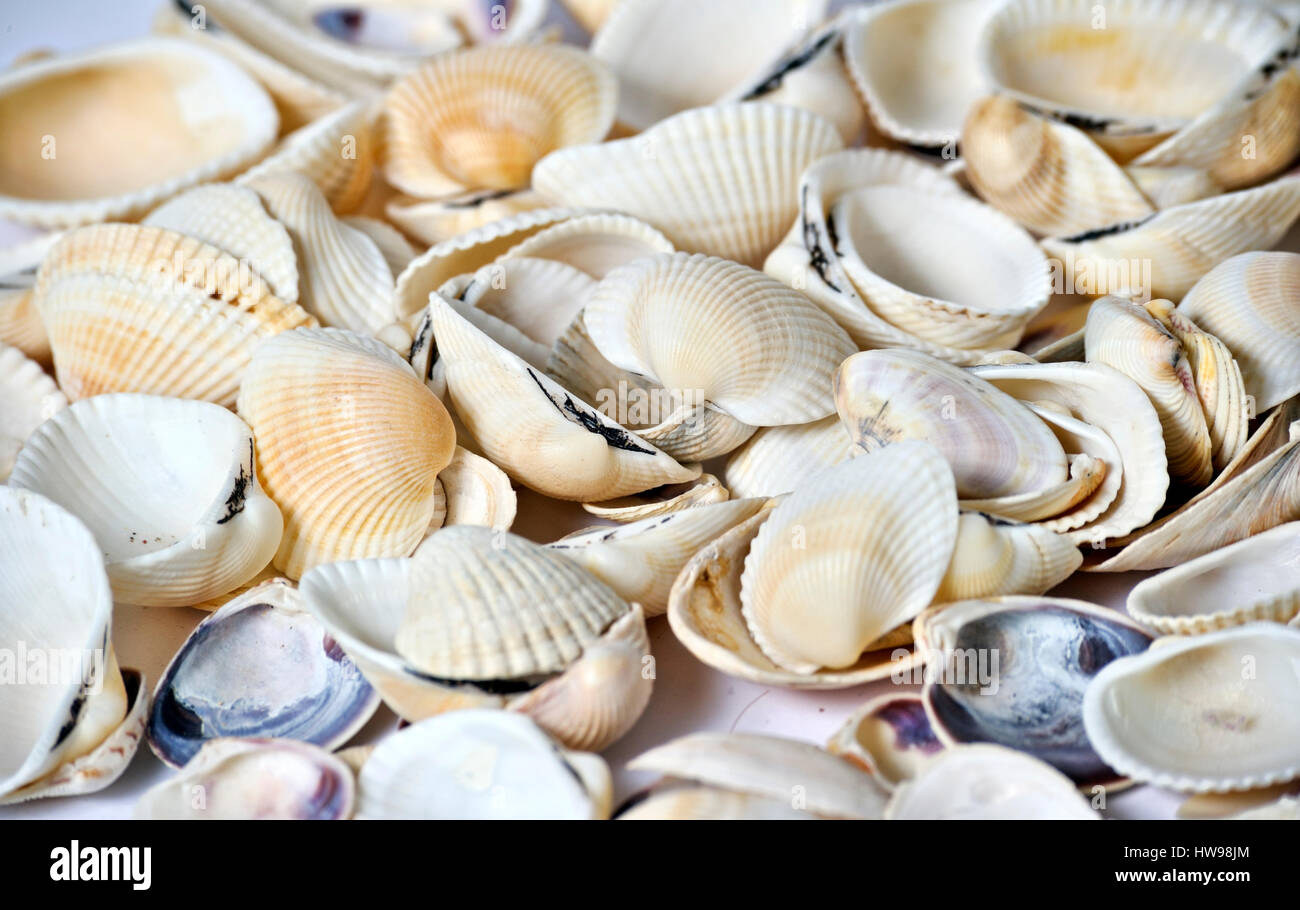 Many shells on background Stock Photo - Alamy