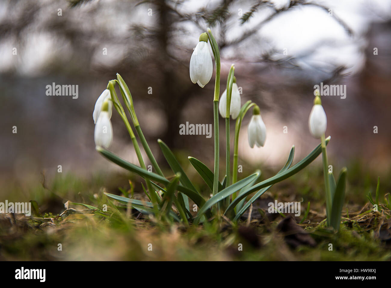 The first snowdrops in March in the mountains of the Carpathians. Stock Photo