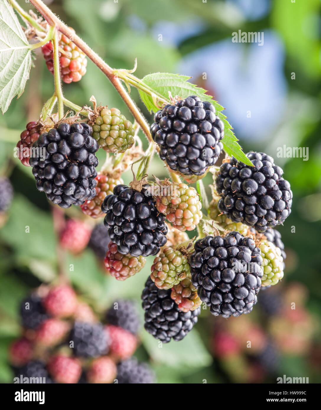 Blackberries on the shrub in the garden. Closeup shot. Stock Photo