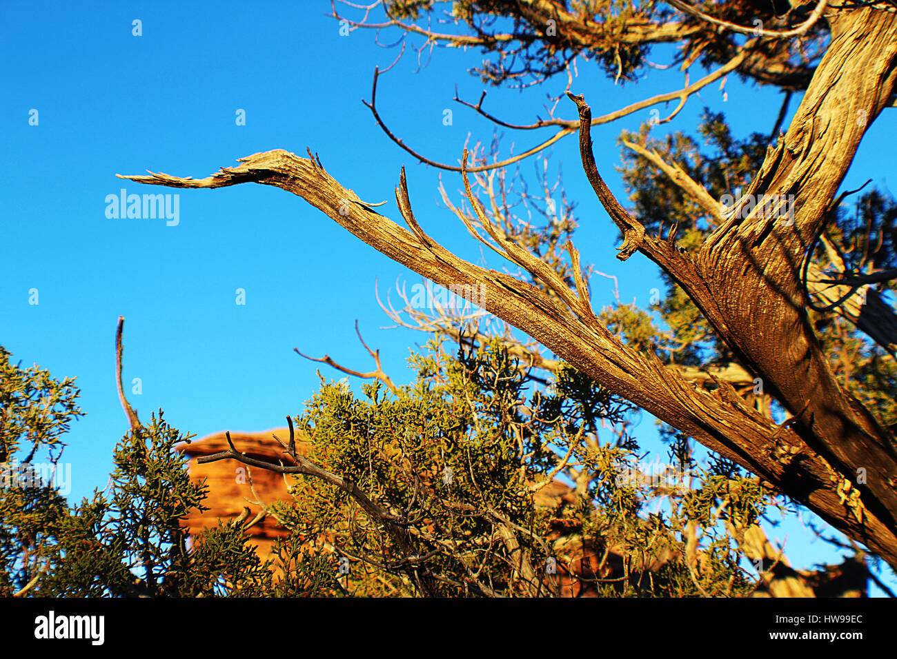 Trees of the Arches Stock Photo - Alamy