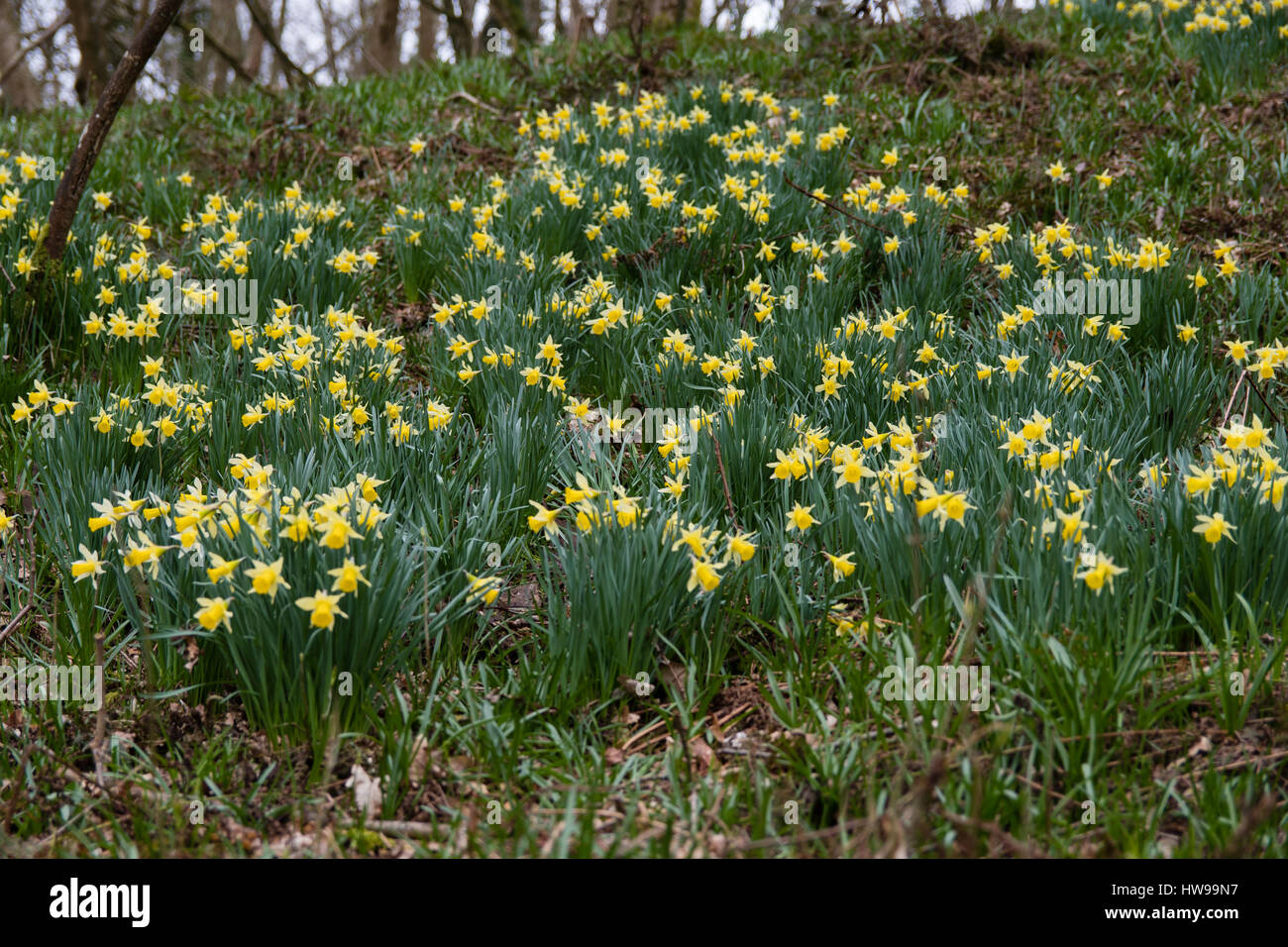 Mass of wild daffodils (Narcissus pseudonarcissus pseudonarcissus). Native daffodil, aka lent lily, in flower in Oyster's Coppice woodland, UK Stock Photo