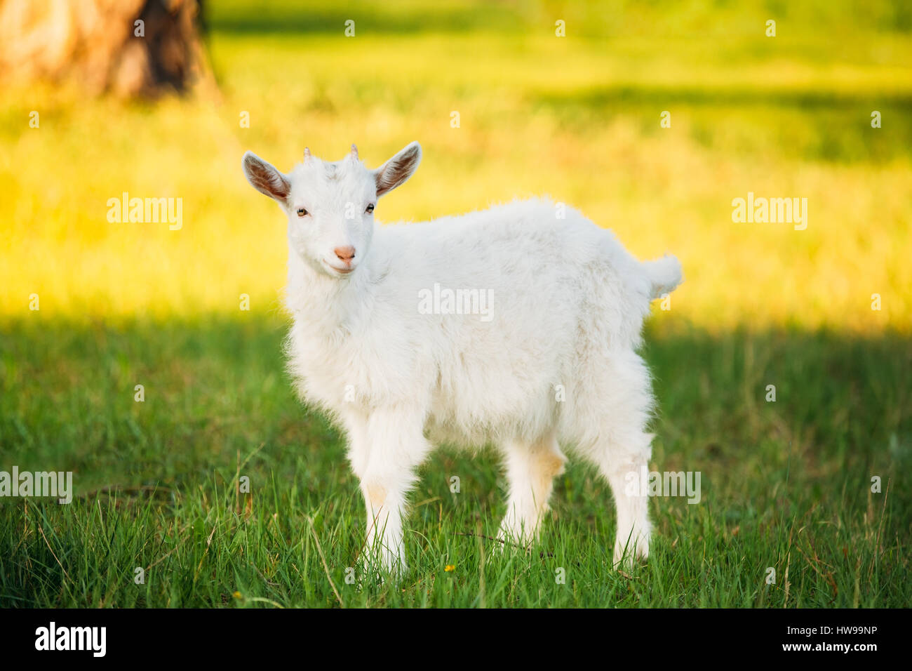 Kid Goat Grazes On Green Summer Grass On A Sunny Day. Goat Eating A Grass On A Green Meadow. Farm Baby Animals Stock Photo