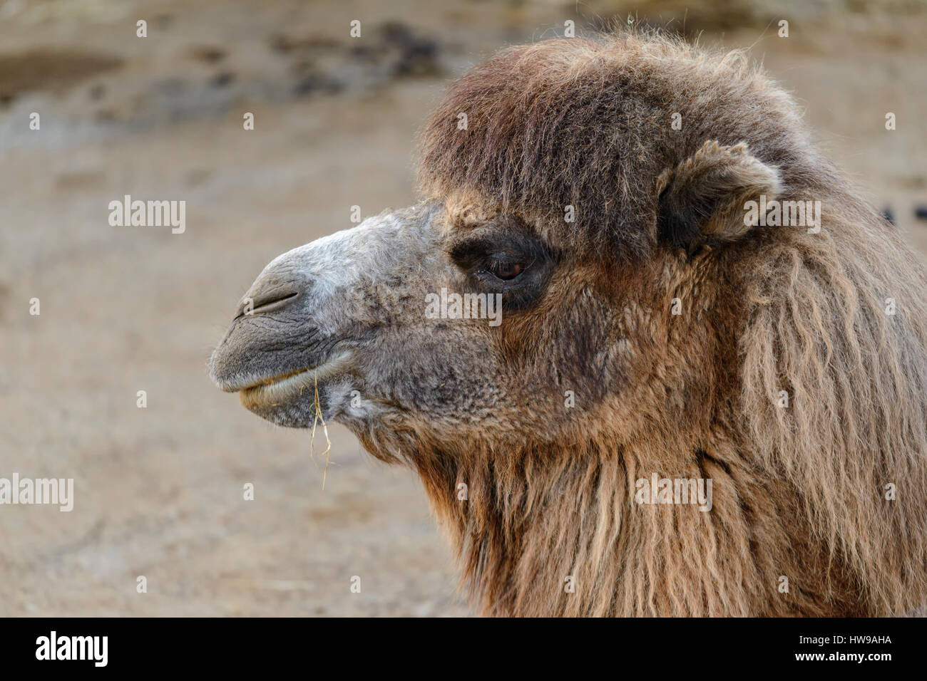 Camel, animal in the Parque de la Naturaleza de Cabarceno, Cantabria, Spain, Europe. Stock Photo